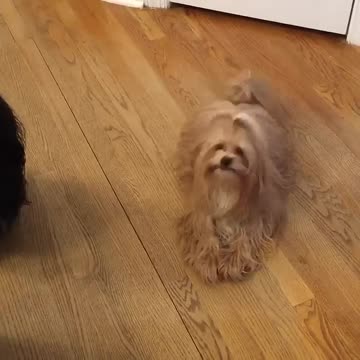 Talking Dog Says RollOver!!