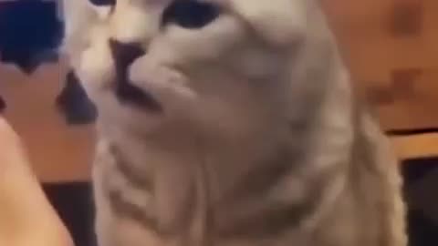 Funniest Cats Reactions