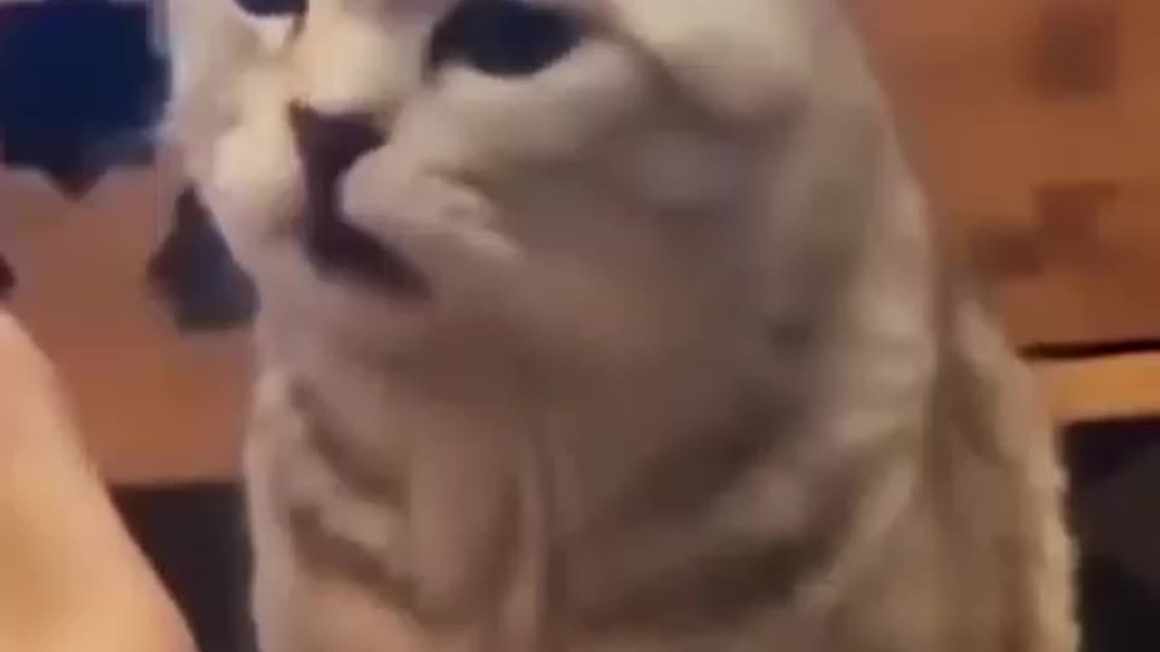 Funniest Cats Reactions