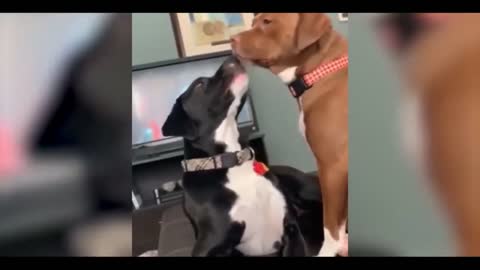 Lovely and funny dogs