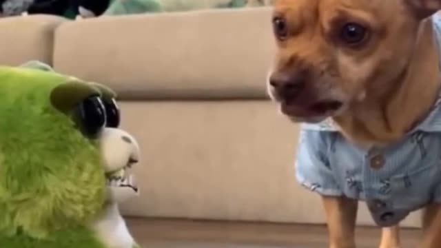 Cute dog gets angry xD
