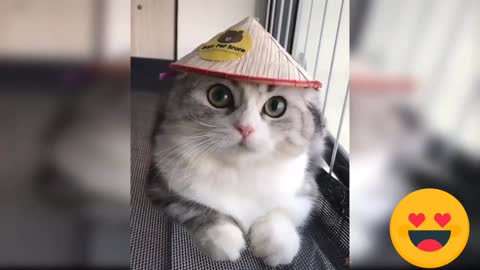 Cutie Cat