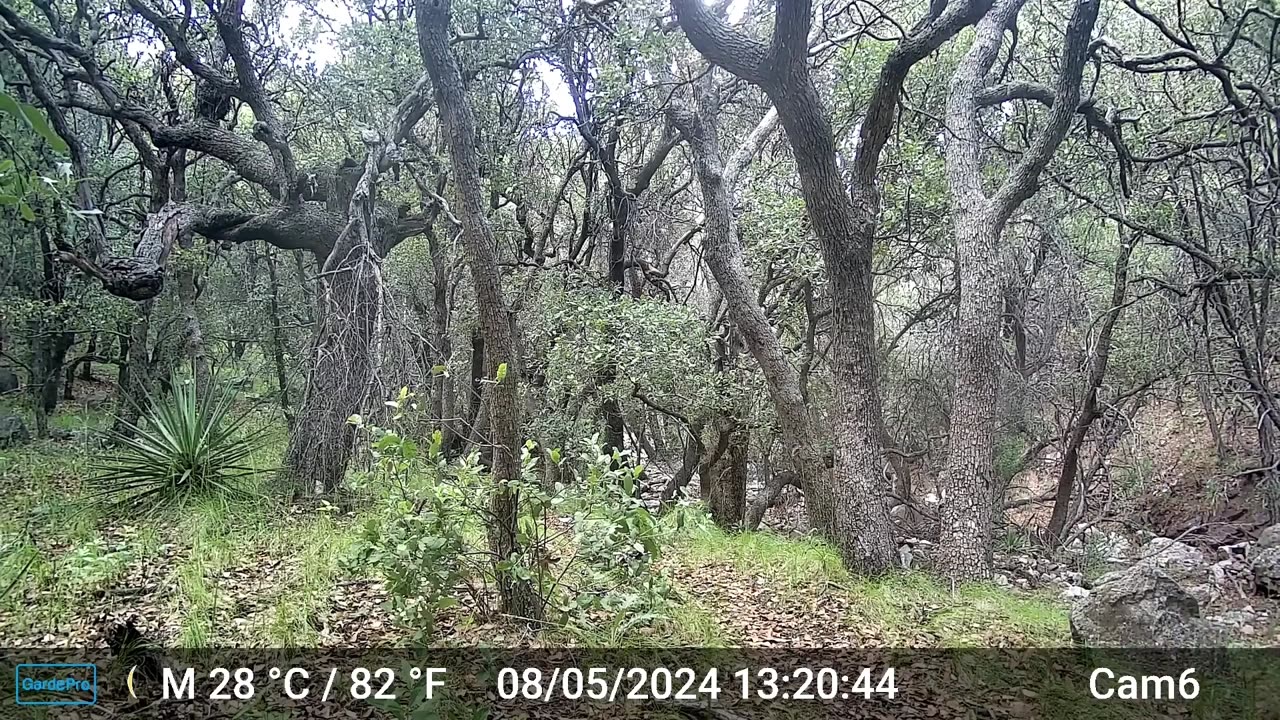 Bear Scratches Its Back on Tree