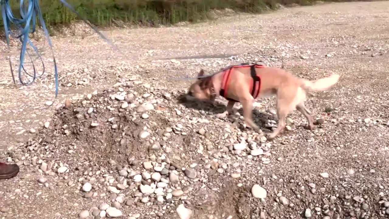 Sniffer dogs trained to unearth ancient bones