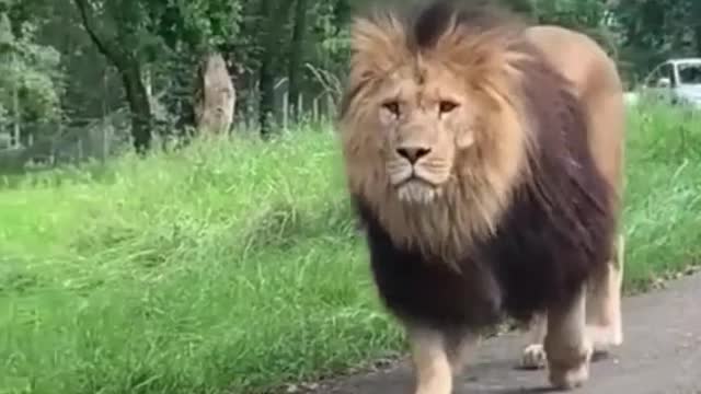 This lion is not at all afraid to walk between the cars, he has a smart step