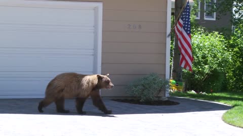 Bear and Man Spook Each Other