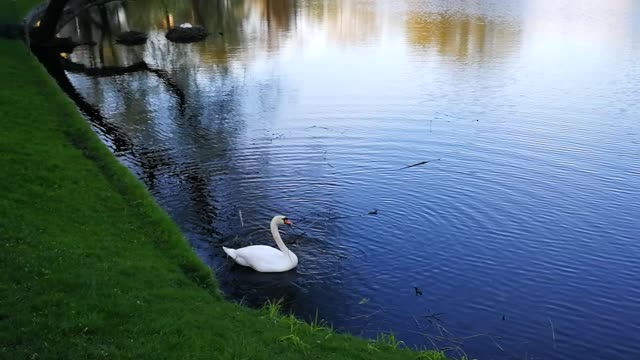 A swan on the lake gathering big branches for its nest