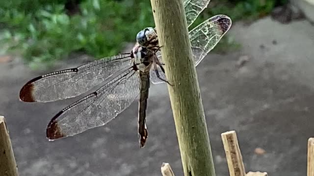 Dragonfly giving me the head tilt 😂