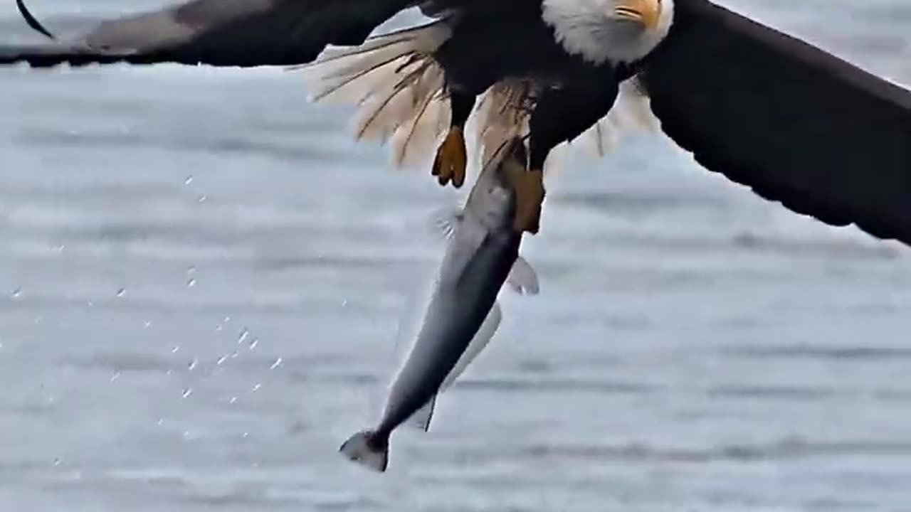 Incredible Eagle Fishing Skills! #wildlife #animals #nature @NatGeo @natgeoindia @animalplanet