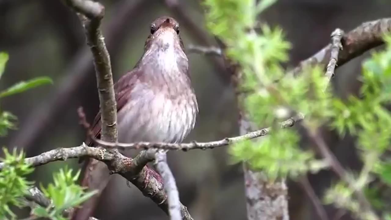 The beauty in the songs of a thrush nightingale