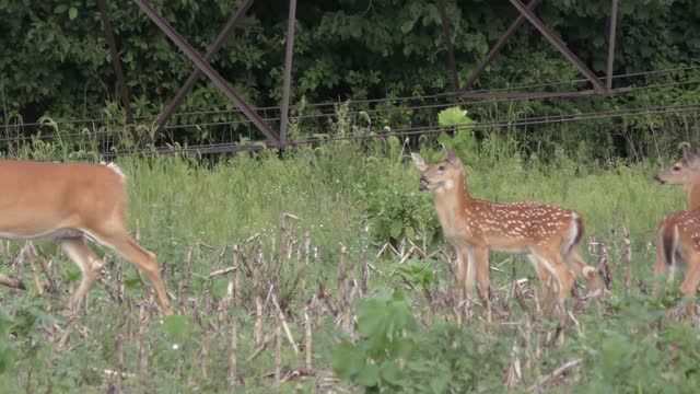 White tailed deer feeding on the farm field