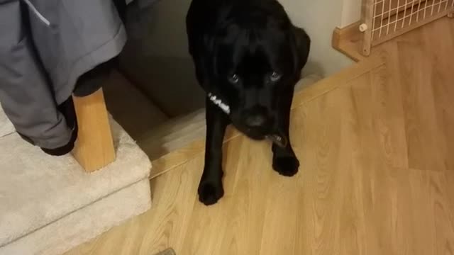 Black dog slowly walks up stairs with treat in mouth then runs after it gets past camera