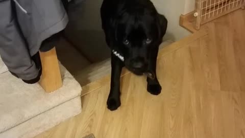 Black dog slowly walks up stairs with treat in mouth then runs after it gets past camera