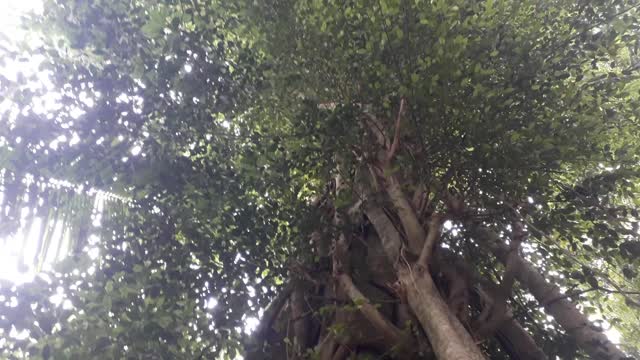 Very old and mysstical peepal tree