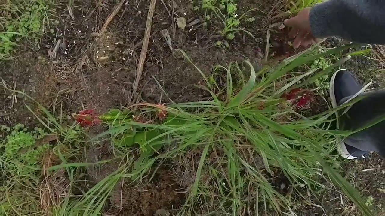 Garden Update Aug 23 - New Plants Growing Well, Wormbins, Banana Resurrection, Rooting Sugarcane