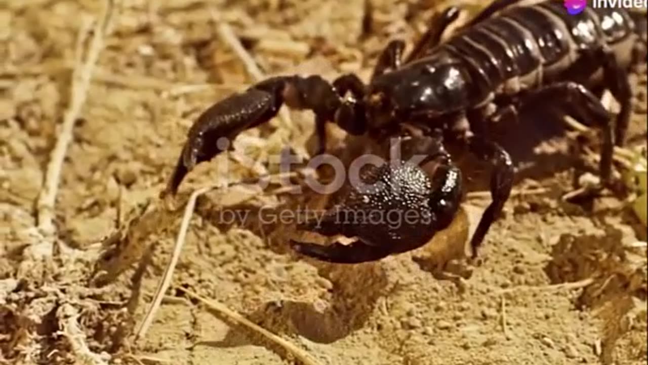 The Amazing Life Cycle of Scorpions- From Birth to Independence