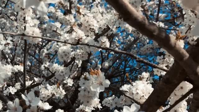 flowering apple tree