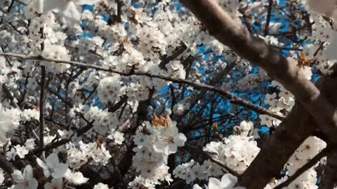 flowering apple tree