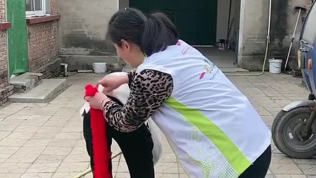 Funny videos collection 2021! Tik Tok Funny Videos Top comedy videos 2021