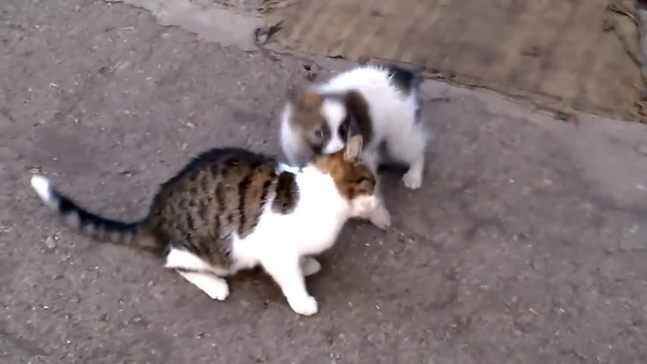 Dog loves cat! They are best friends very funny