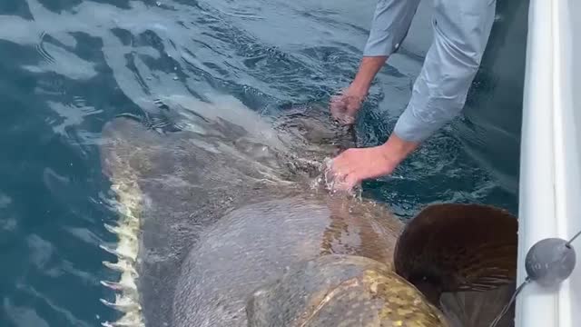 The Massive Fish That Captured a Jumbo Jet 🦈🎣