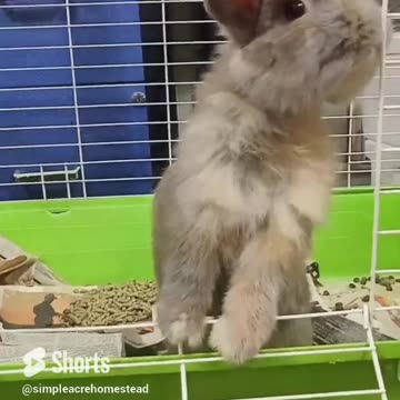 Holland Lops make awesome pets! 🐇