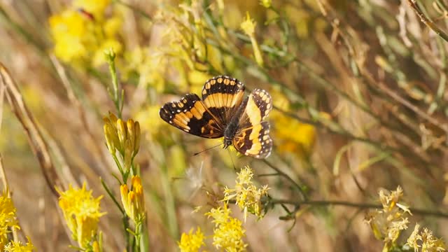 Butterfly Flying Away From Flower