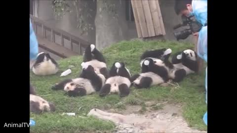 Clumsy Baby Panda Cubs