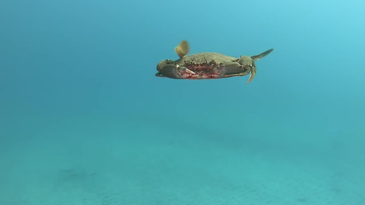 Beautiful a crab swimming