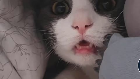Biden's New Cat - Welcome Willow