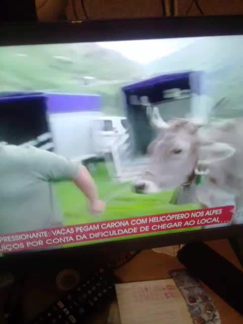 a vaca foi pro brejo mesmo pt4