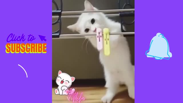 Funny playing kitten