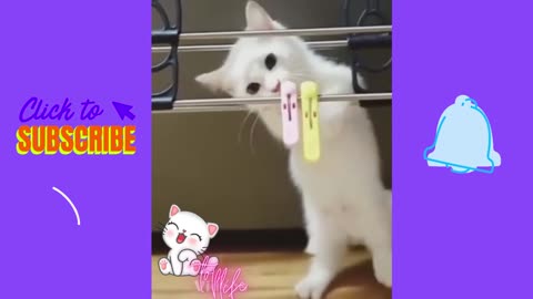 Funny playing kitten