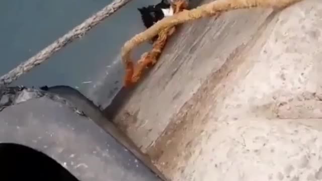 Rescue drowning kitten