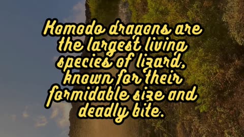 Animal Facts Komodo Dragons #shorts