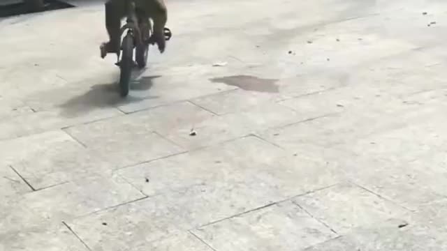 Viral monkey