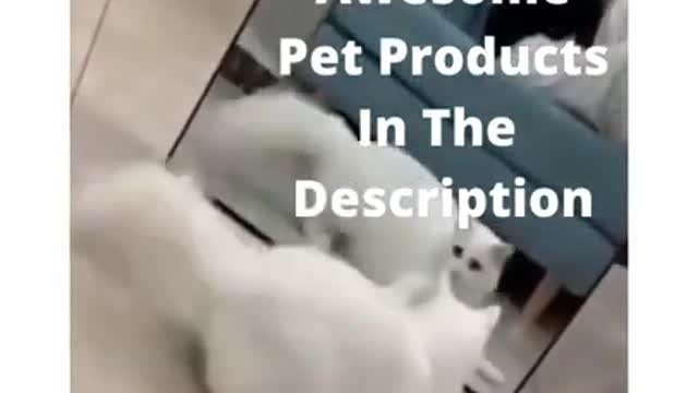 Funny Cat Videos.Try To Not Laugh