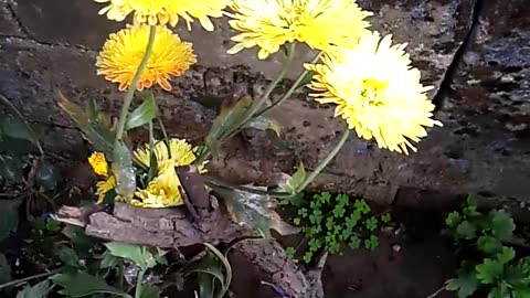 Chrysanthemum flowers videos.