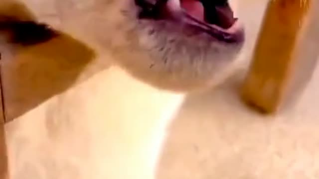 Funny video cat