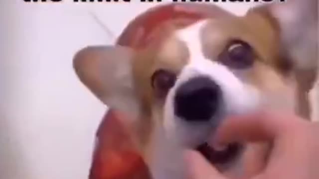 You Cannot Fool A Dog 3 Times, What Is A Human's Limit??