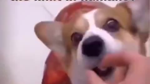 You Cannot Fool A Dog 3 Times, What Is A Human's Limit??