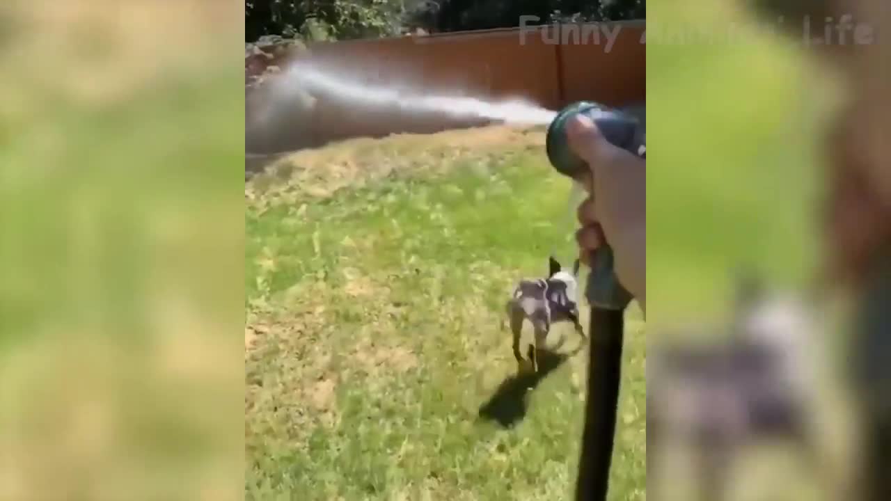 Funny and Cute Animals Compilation # 2