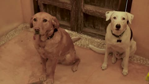 Two well behaved large dogs sitting by a door, looking up towards the camera