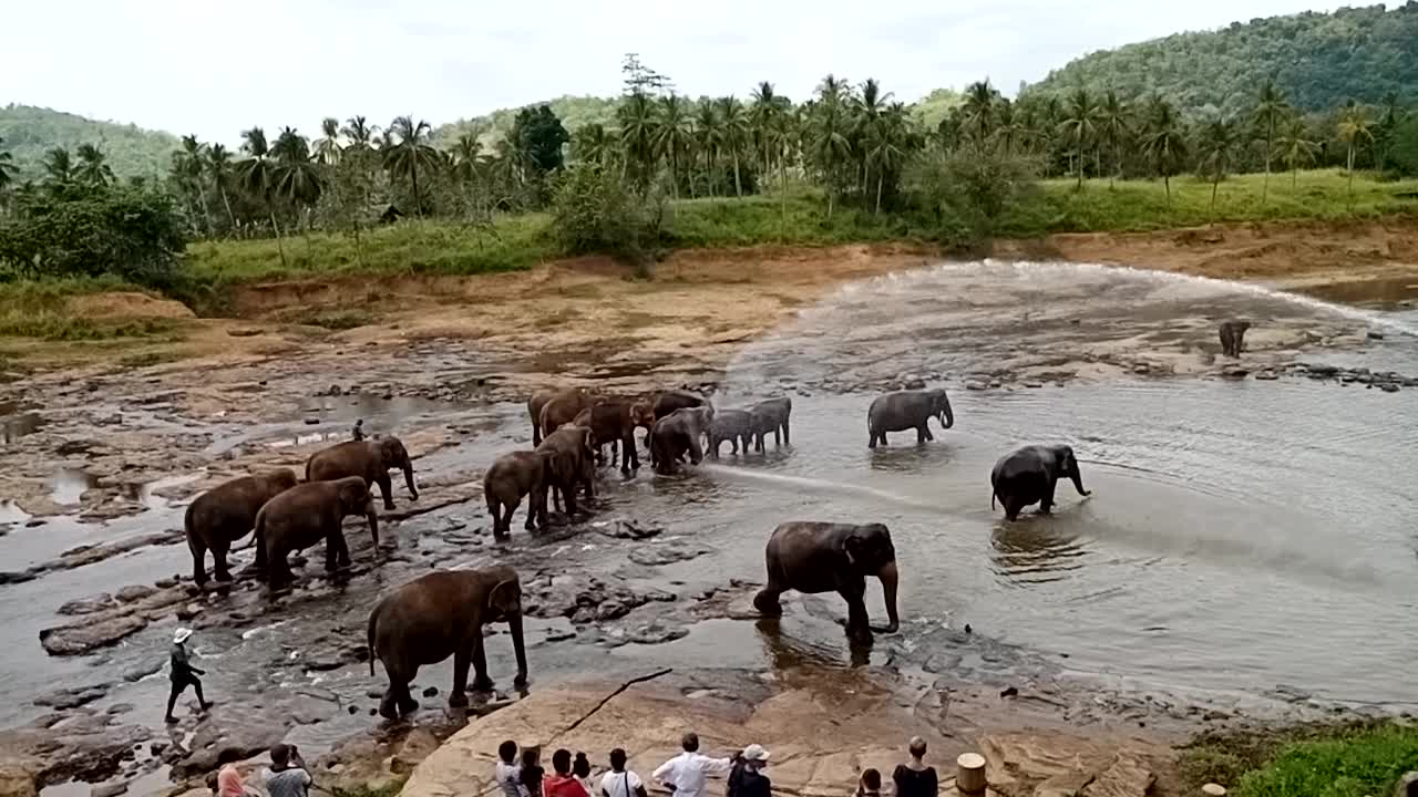 Elephnat bathing