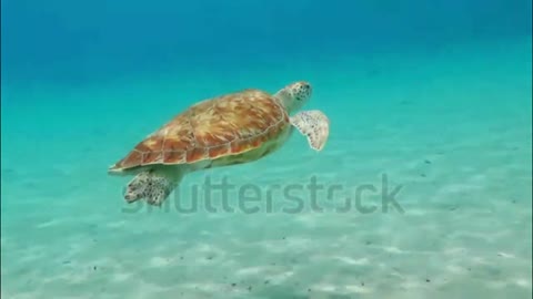 Minutes Relax - Sea Turtle and Relaxing Music