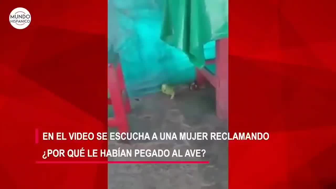 Loro llora como un niño por q lo regañan