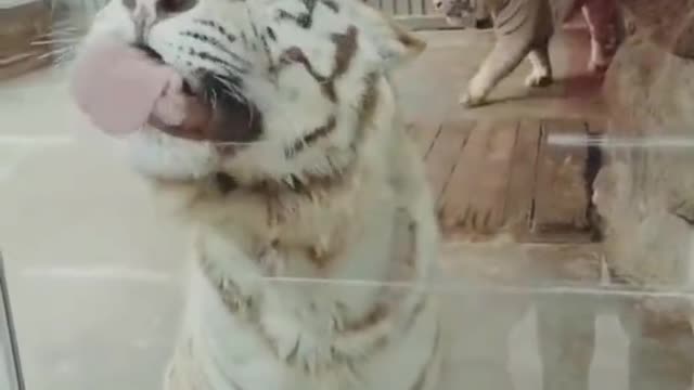 Best Funny Animal Videos of the year (2021), funniest animals ever. relax with cute animals.AWW anim