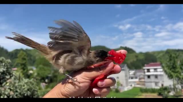 Oriole bird eats tomatoes
