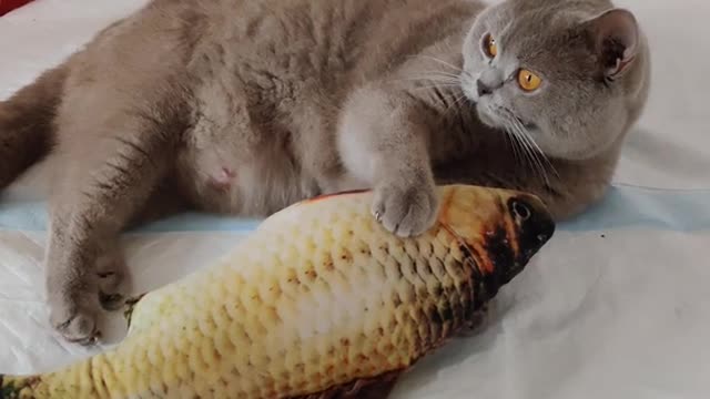 Watch what my cat does with this fish