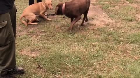 Tan and brown dog interact outside in yard